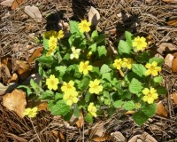 chrysogonum virginianum ab 10b.jpg